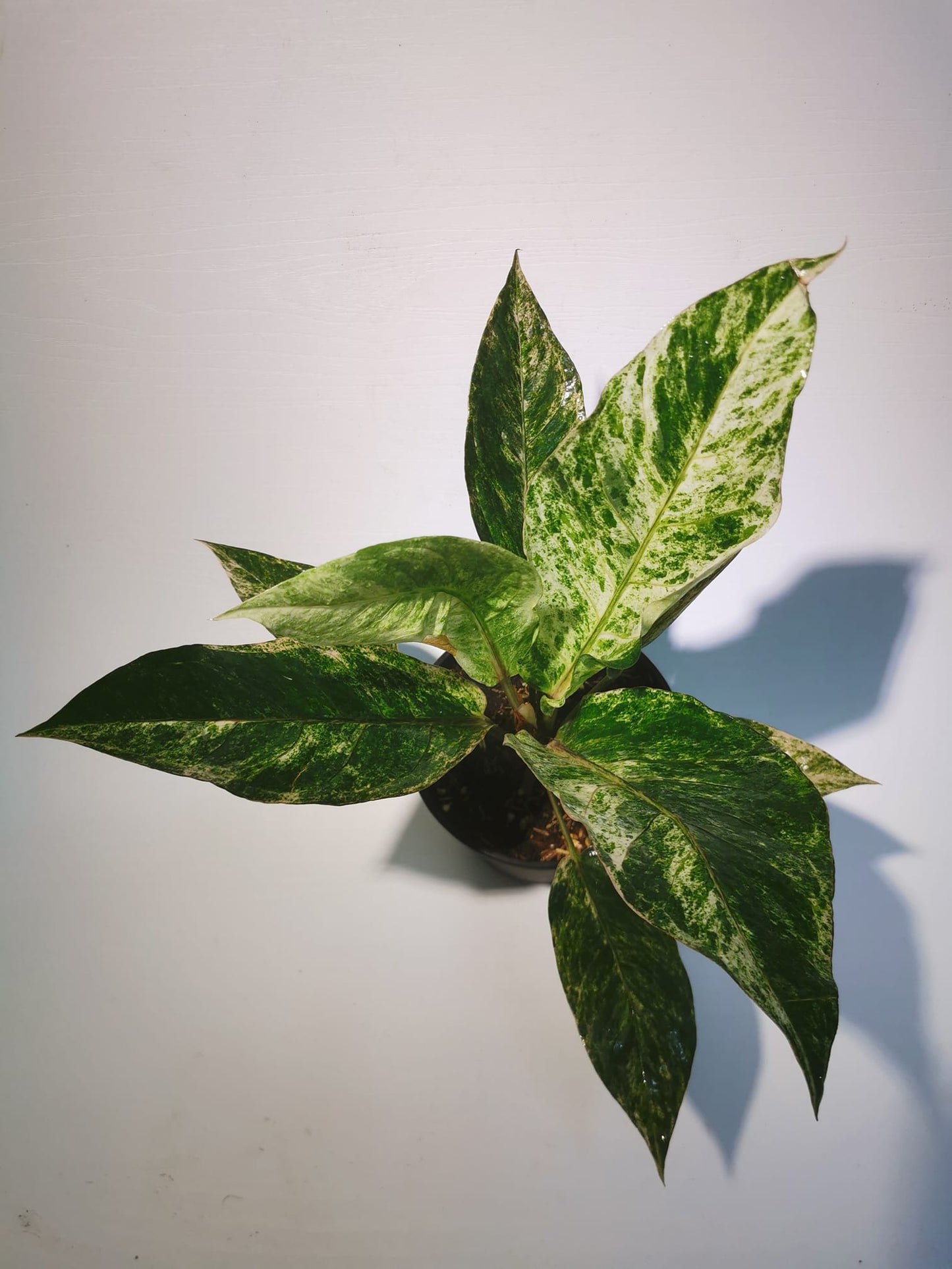 Anthurium Renaissance Variegated