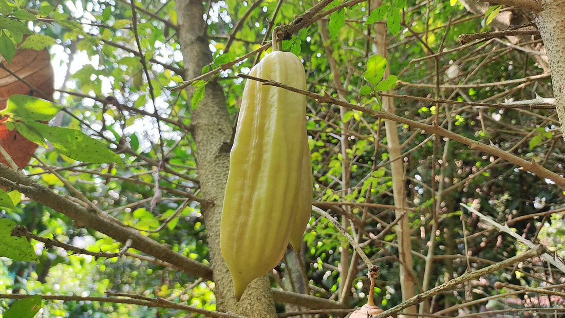 Candle Exotic Fruit Plants (Parmentiera Cereifera)