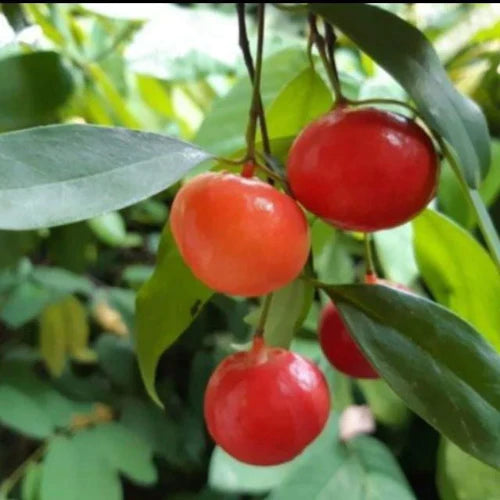 Lanceleaf Garcinia Exotic Fruit Plants (Garcinia gracilis)