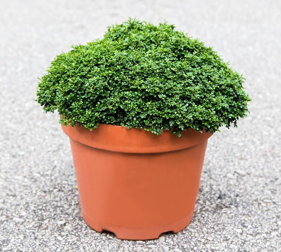 Murraya Miniature