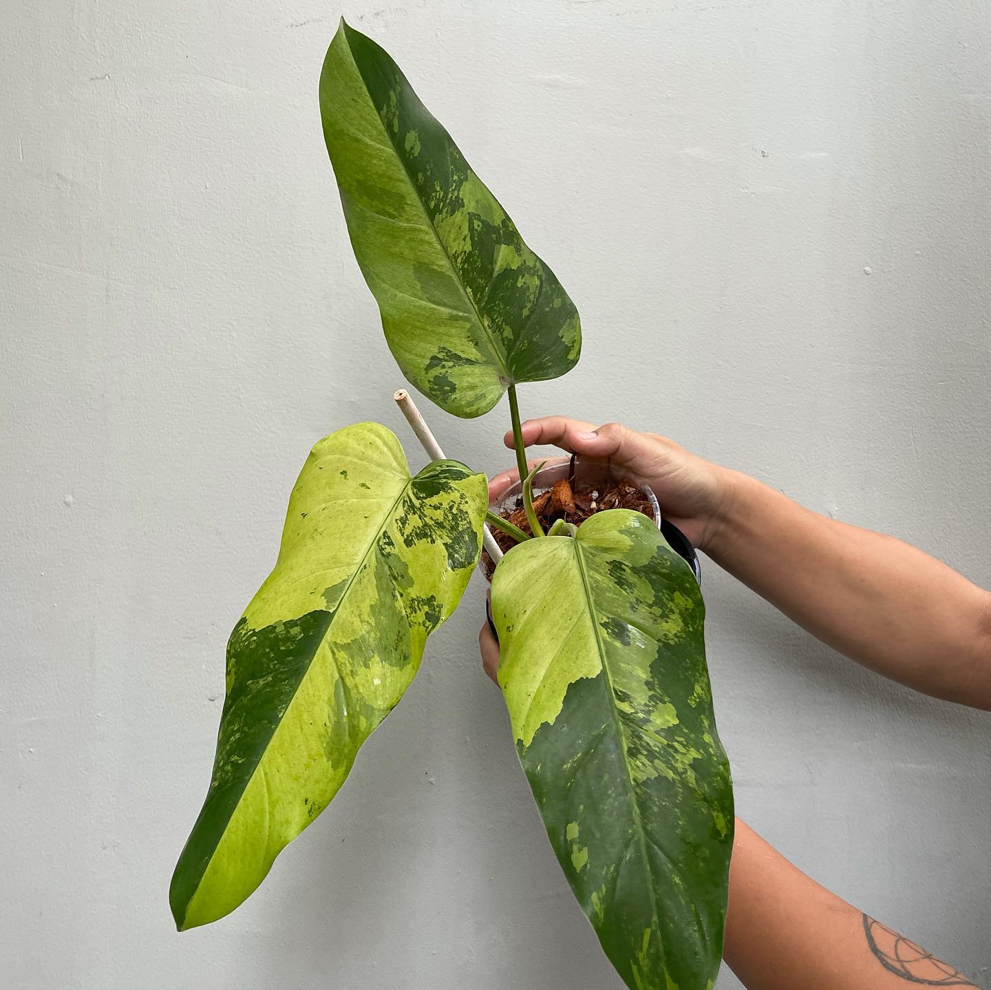 Philodendron Whipple Way