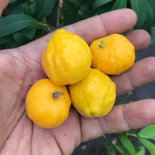 Uvaia Exotic Fruit Plants (Eugenia Pyriformis)
