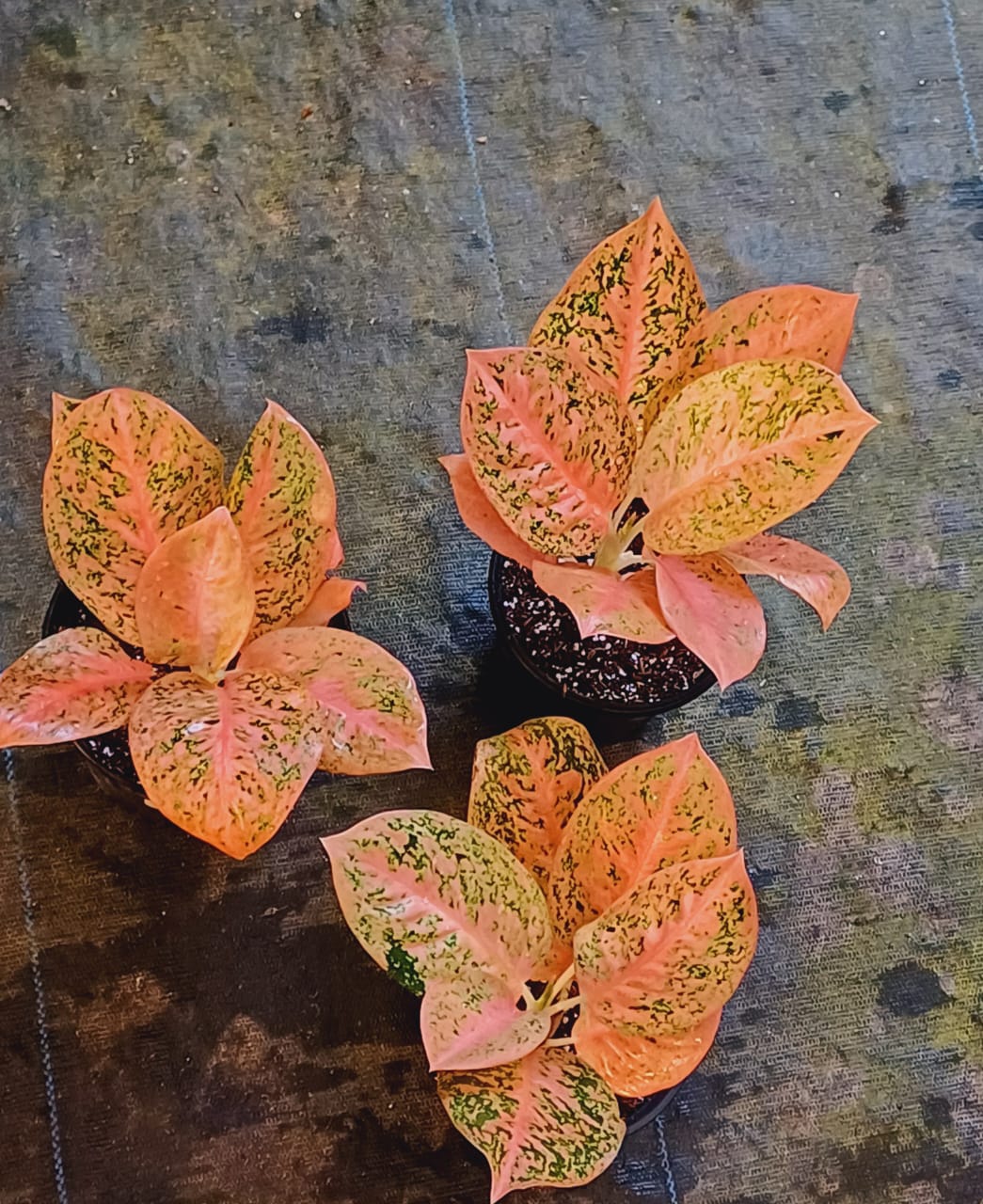 Aglaonema Orange Stardust