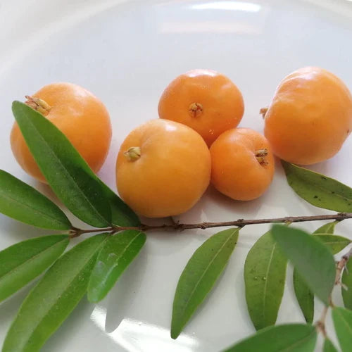 Uvaia Exotic Fruit Plants (Eugenia Pyriformis)