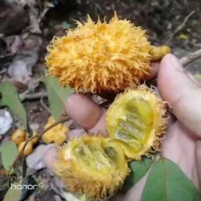 Hairy Brown Uvaria Exotic Fruit Plant (Uvaria Hirsuta Jack )