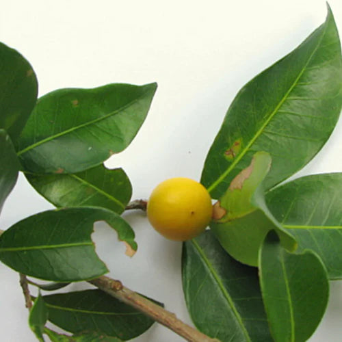 Macarandiba Exotic Fruit Plants (Pouteria procera)