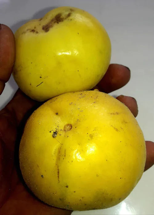 Sundrop Exotic Fruit Plants (Eugenia Victoriana)