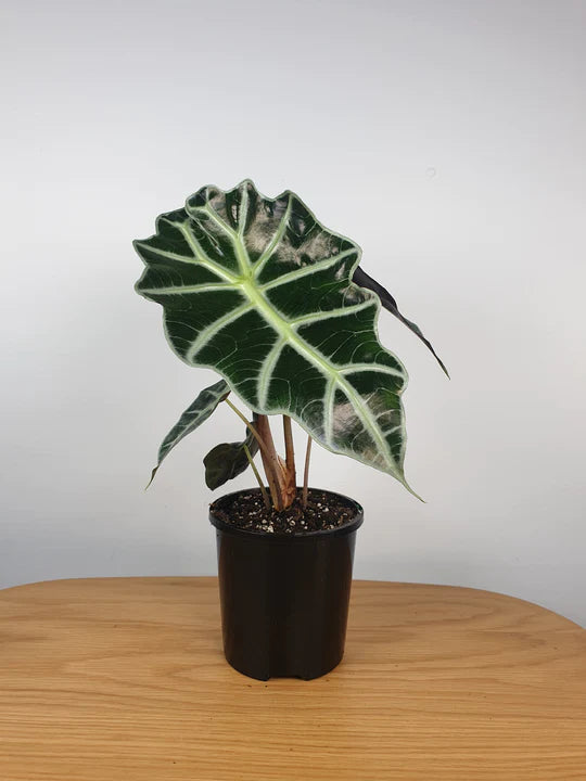 Alocasia Amazonica Tuber 'Juvenile'