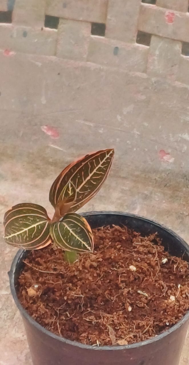 Jewel Orchid (Spider Man)