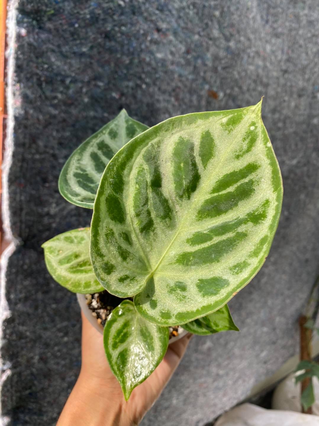 Anthurium Dorayaki Silver Blush