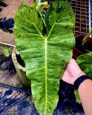 Philodendron Paraiso Verde 'Medium'