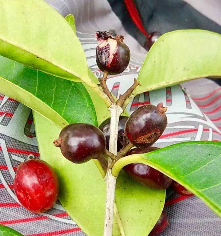 Cherry of the Paramirim Exotic Fruit Plant (Eugenia Oblongata)
