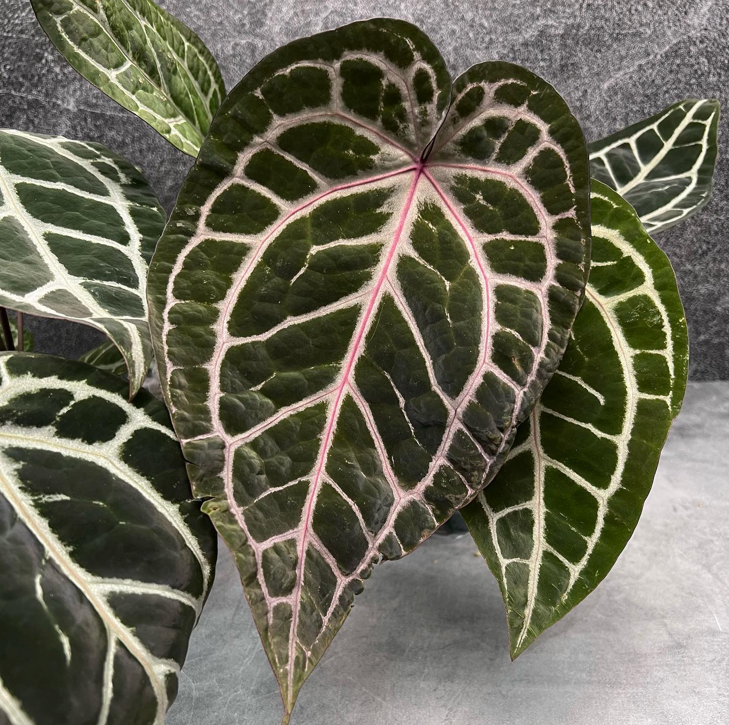 Anthurium Zara x Michelle: Buy Plant Online In India – Growcerys