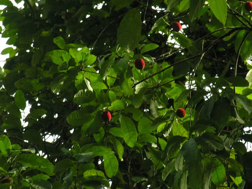 Pouteria Durlandii Exotic Fruit Plants (Pouteria durlandii)