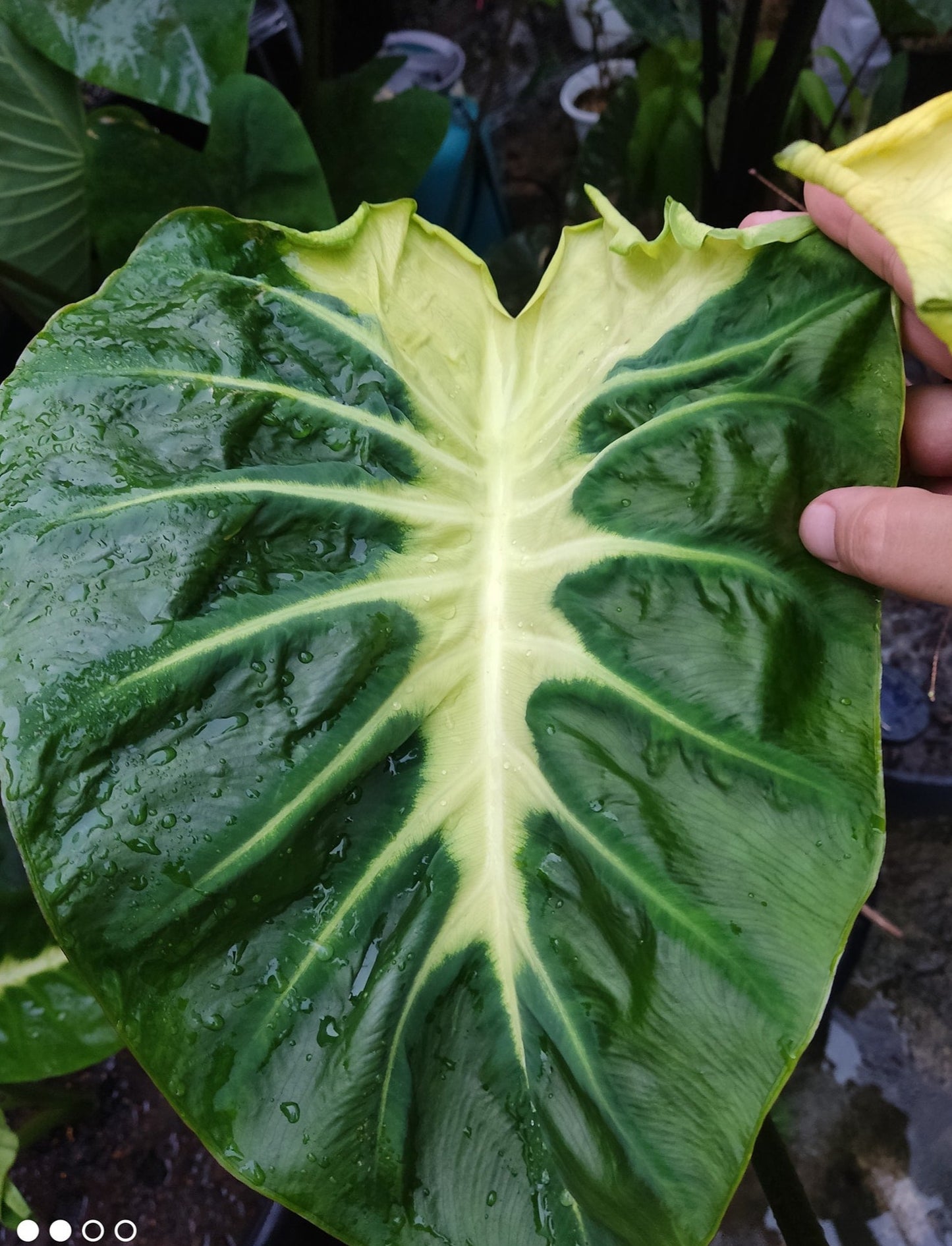 Colocasia Maui Sunrise