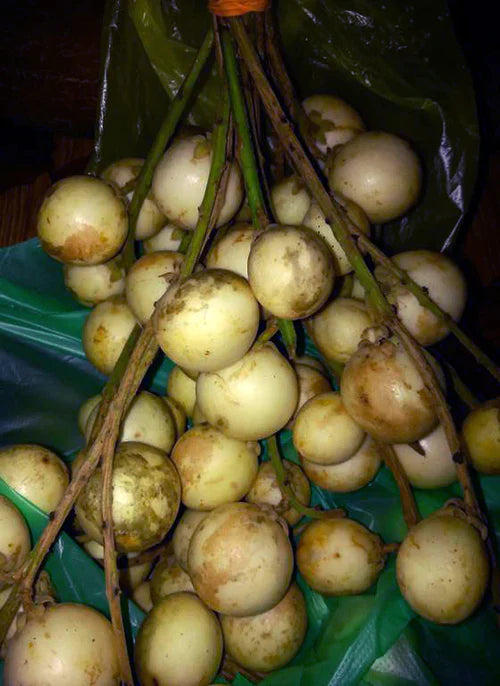 White Rambai Exotic Fruit Plants (Baccaurea Motleyana)