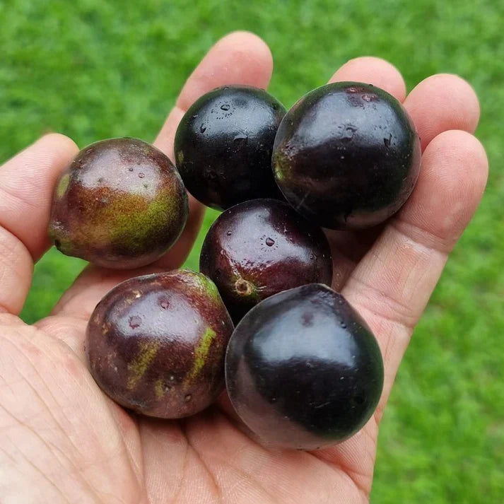 Jaboticaba Grimal Exotic Fruit Plants