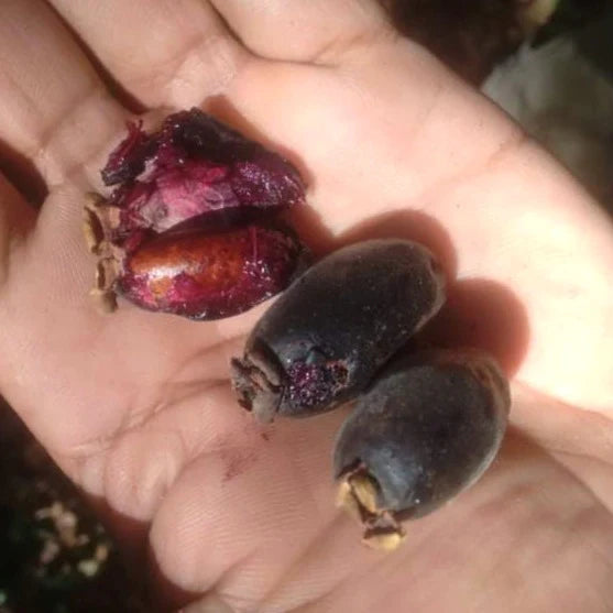 Bahia Cherry Exotic Fruit Plants (Eugenia bahiensis)