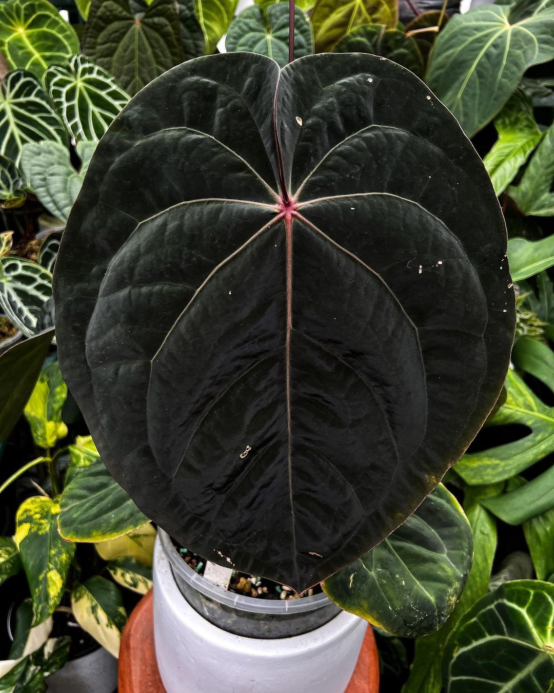 Anthurium Hoffmannii Red Sinus Hybrid
