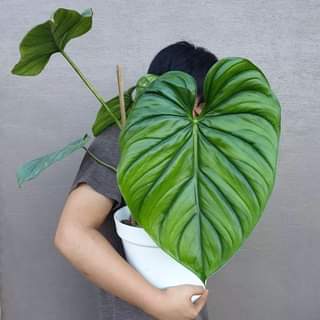 Philodendron SP Colombia