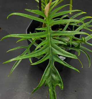Philodendron Tortum