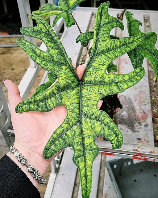 Alocasia Jacklyn ' Big '