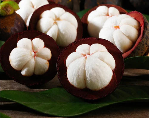 Mangosteen Exotic Fruit Plants (Garcinia Mangostana)