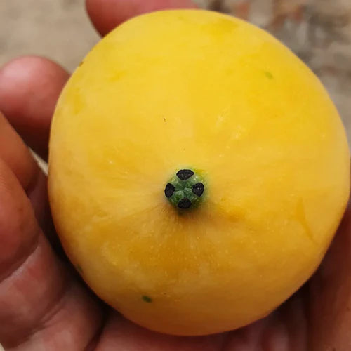 Mexican Garcinia Exotic Fruit Plants (Luc's) (Garcinia mexicana)
