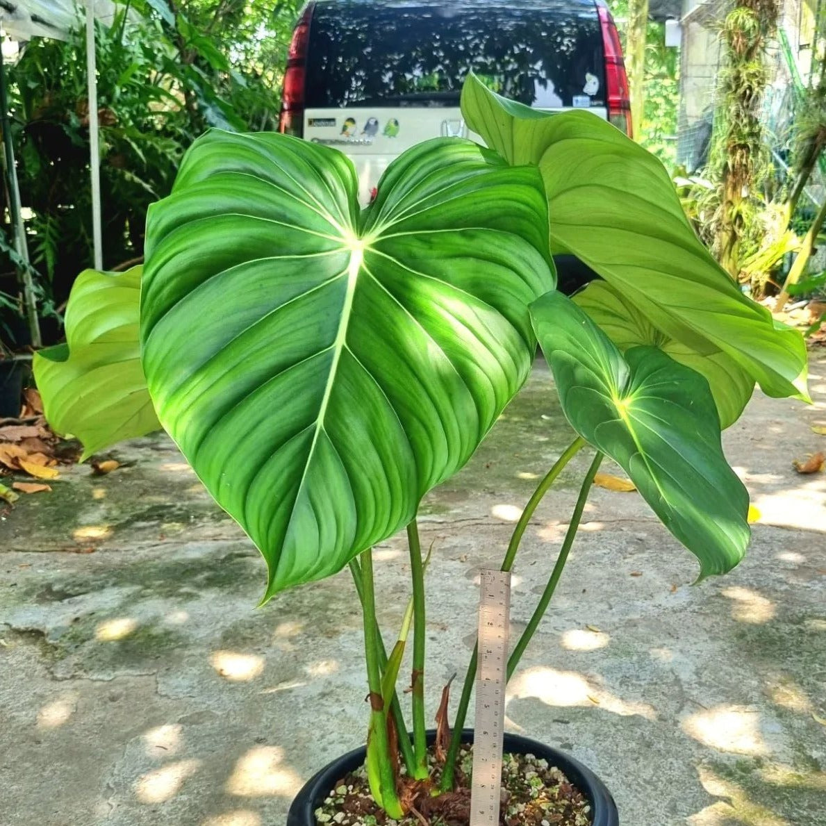 Philodendron store McDowell