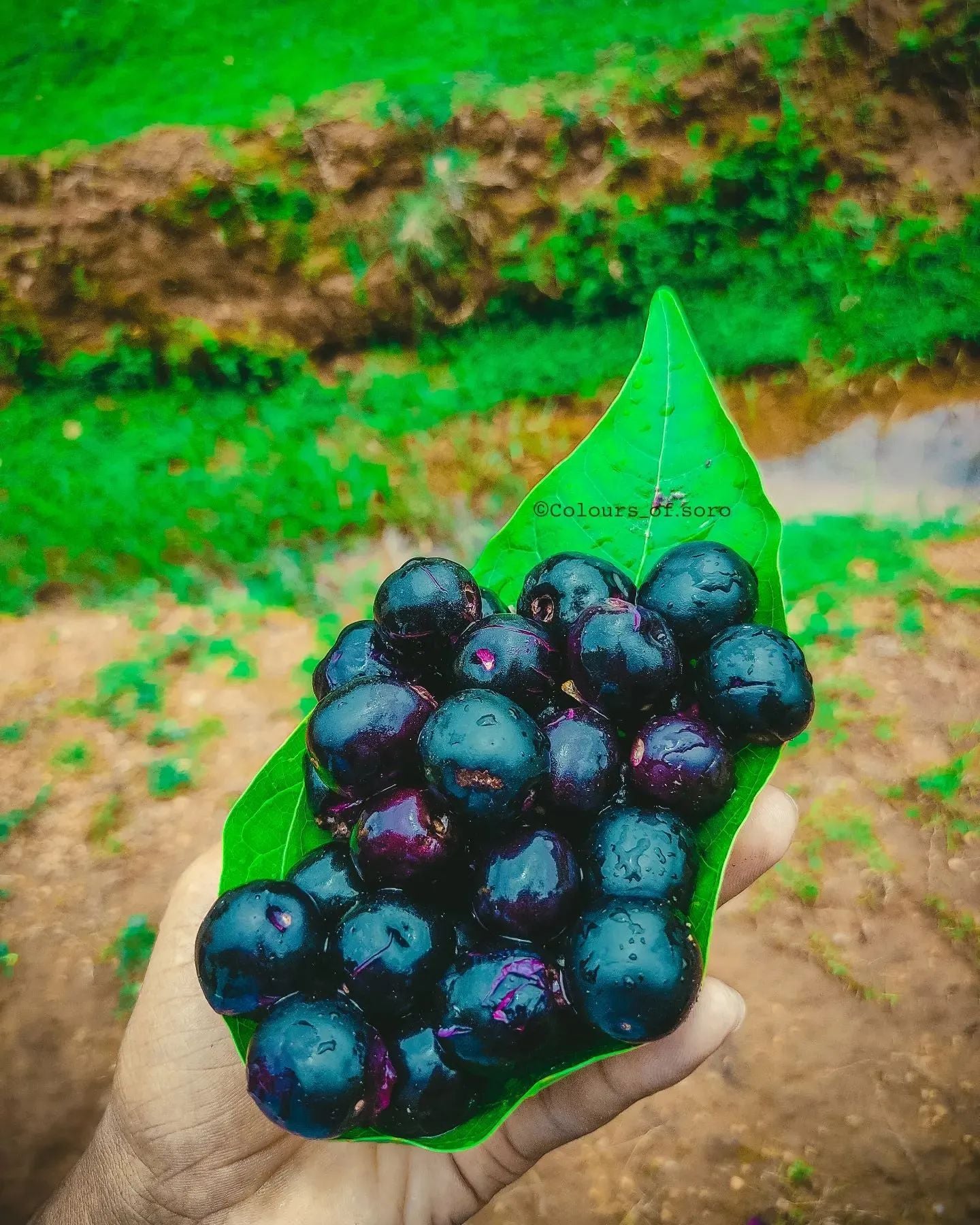 Black Jamun Exotic Fruit Plants (Syzygium Cumini)