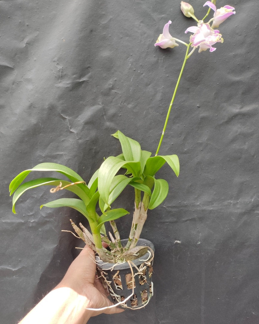 Dendrobium Airy New Normal