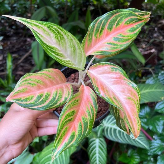 Aglaonema Pink Panama