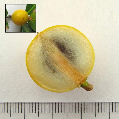 Macarandiba Exotic Fruit Plants (Pouteria procera)