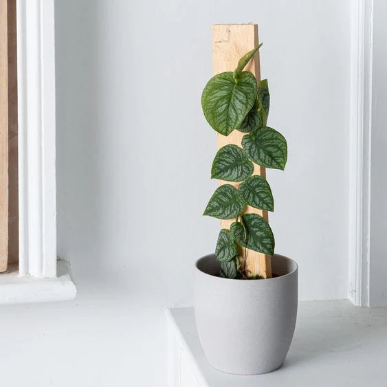Monstera Dubia