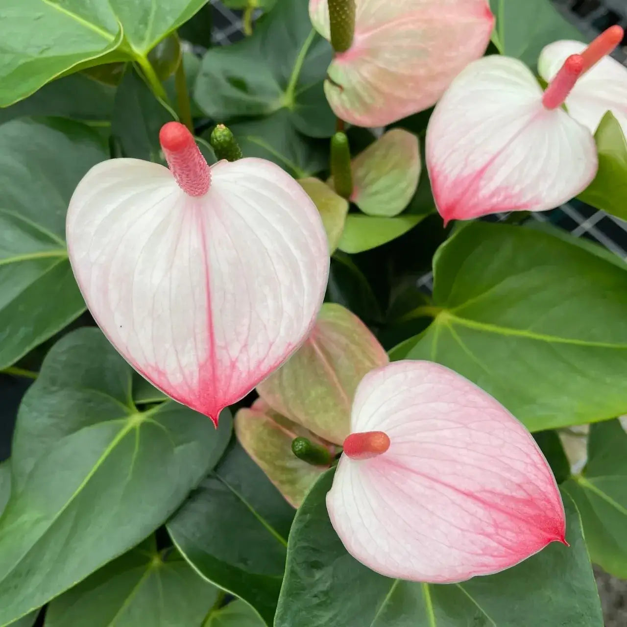 anthurium pink princess Anthurium Flowering Pink: Buy Plant Online In India – Growcerys