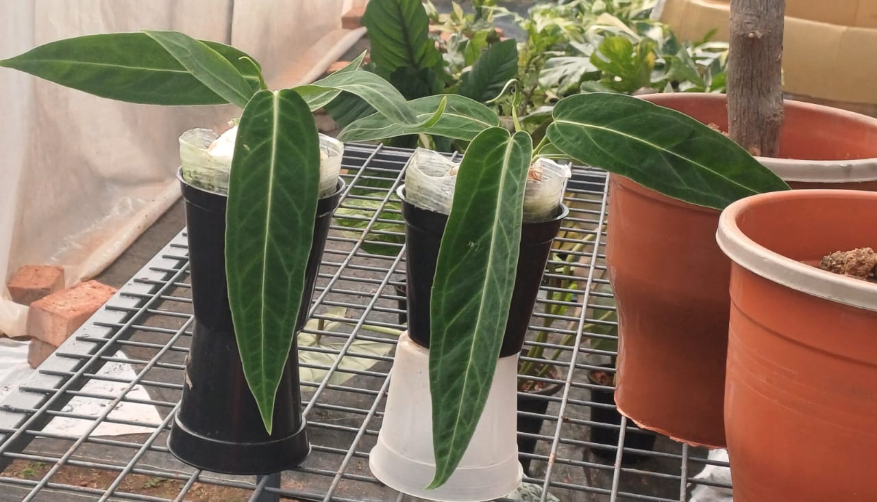 Anthurium Warocqueanum 'Dark Narrow' Queen