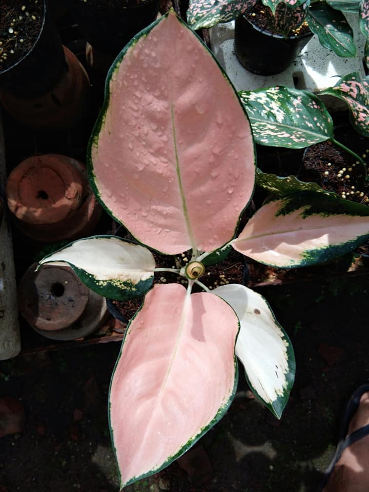 Aglaonema Thai Peach