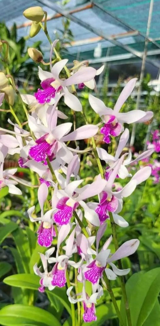 Dendrobium Utai Rabbit Green/White Lip Violet