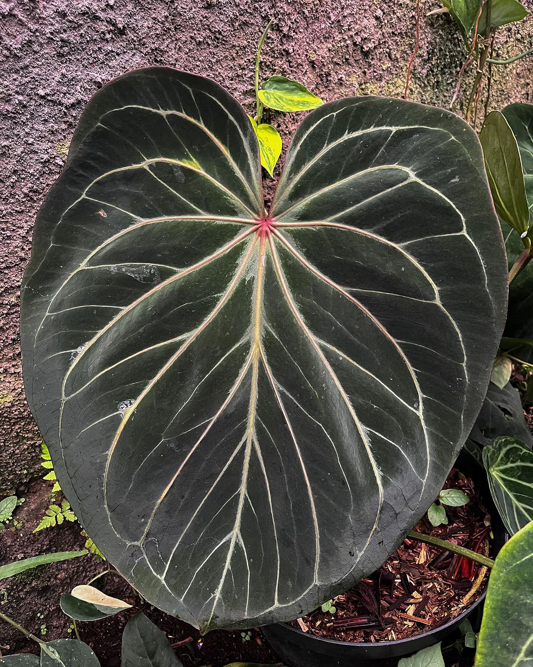 Anthurium King of Spades