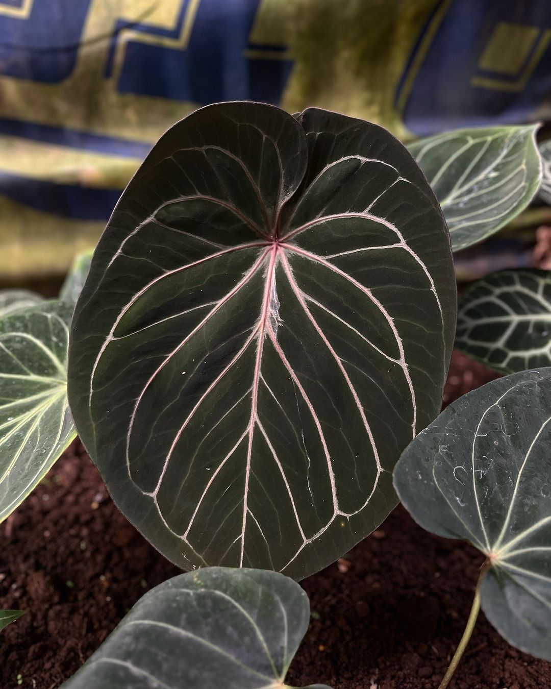 Anthurium King of Spades