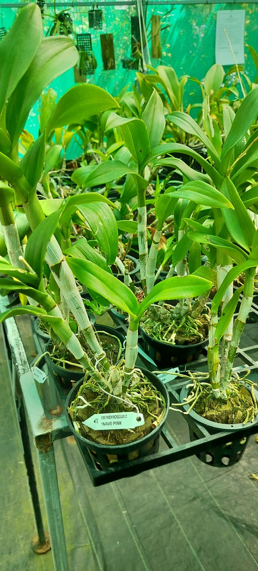 Dendrobium Wave Pink