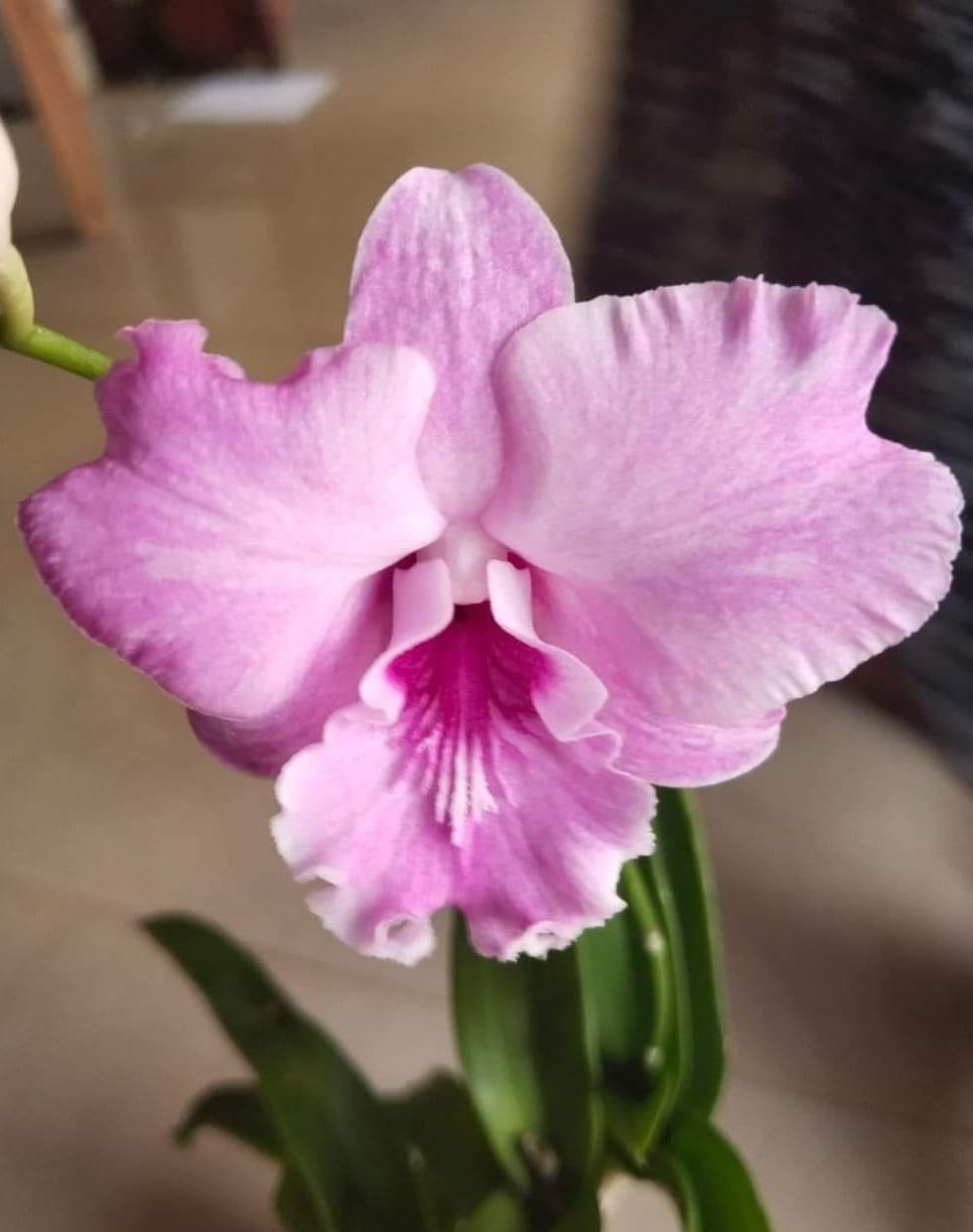 Dendrobium Wave Pink