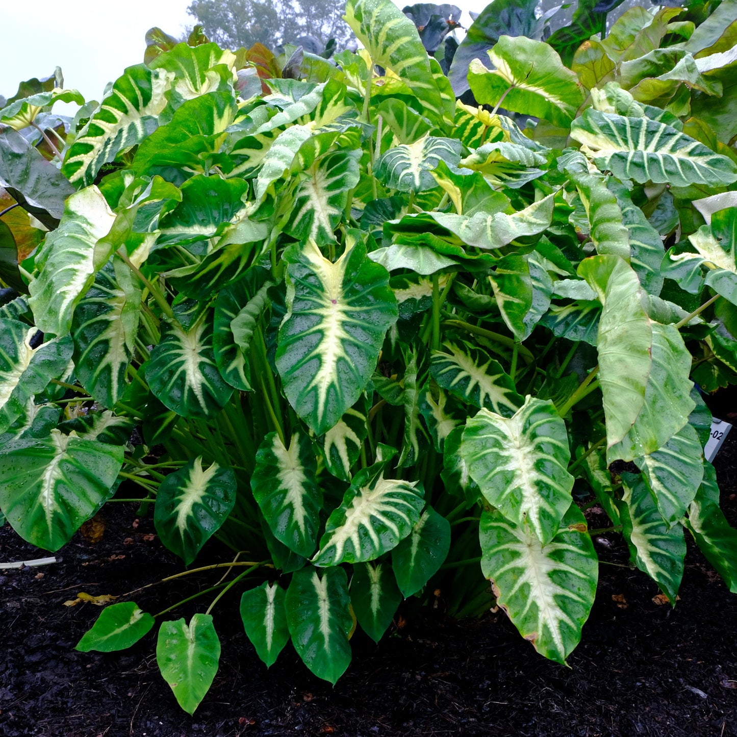Colocasia Maui Sunrise