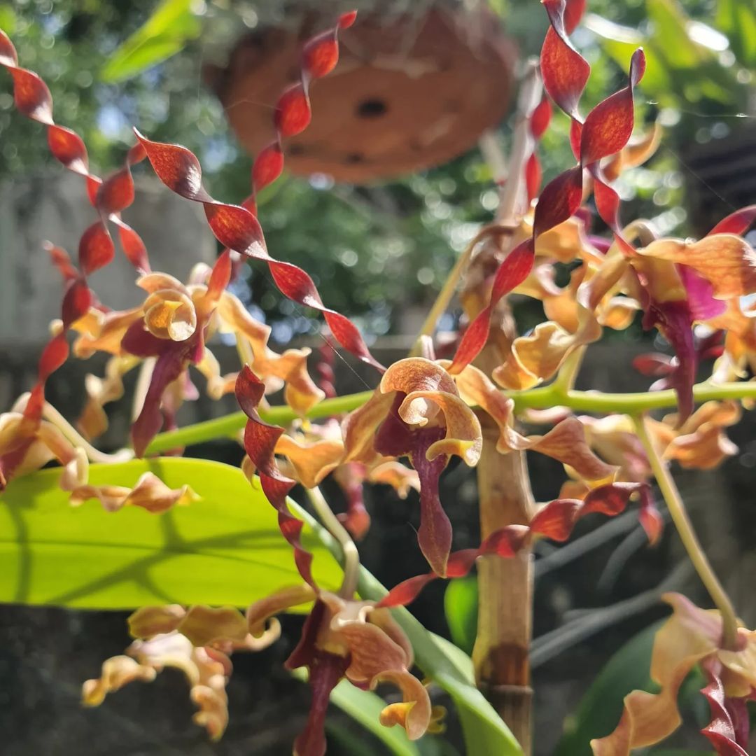 Dendrobium Airy Gold Spin