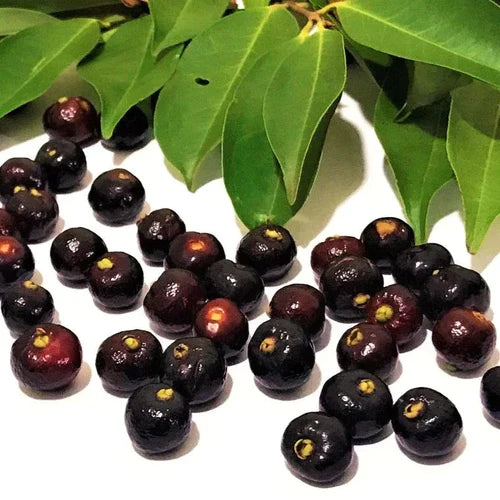 Guamirim Exotic Fruit Plant (Eugenia florida)