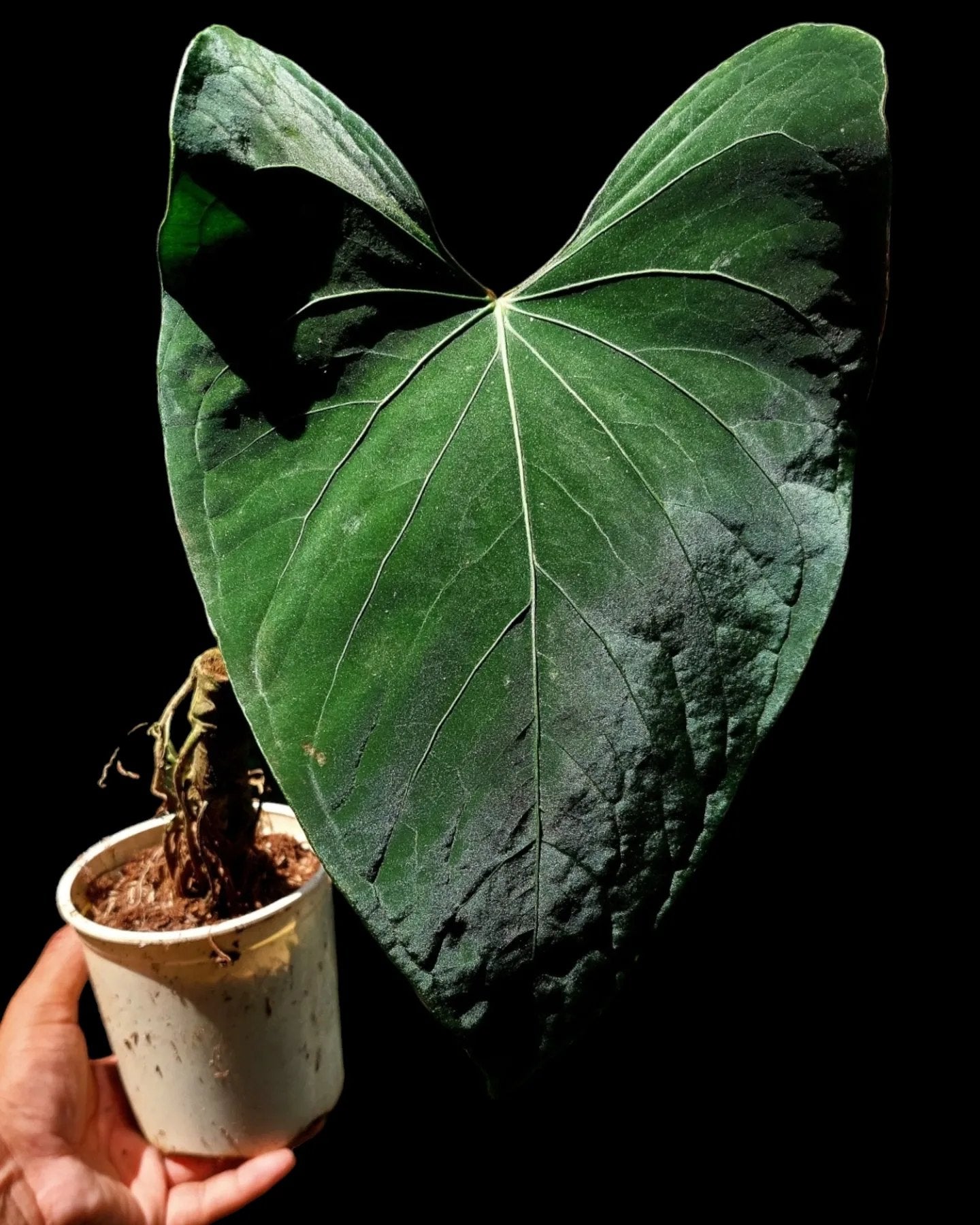 Anthurium Amazon Beauty