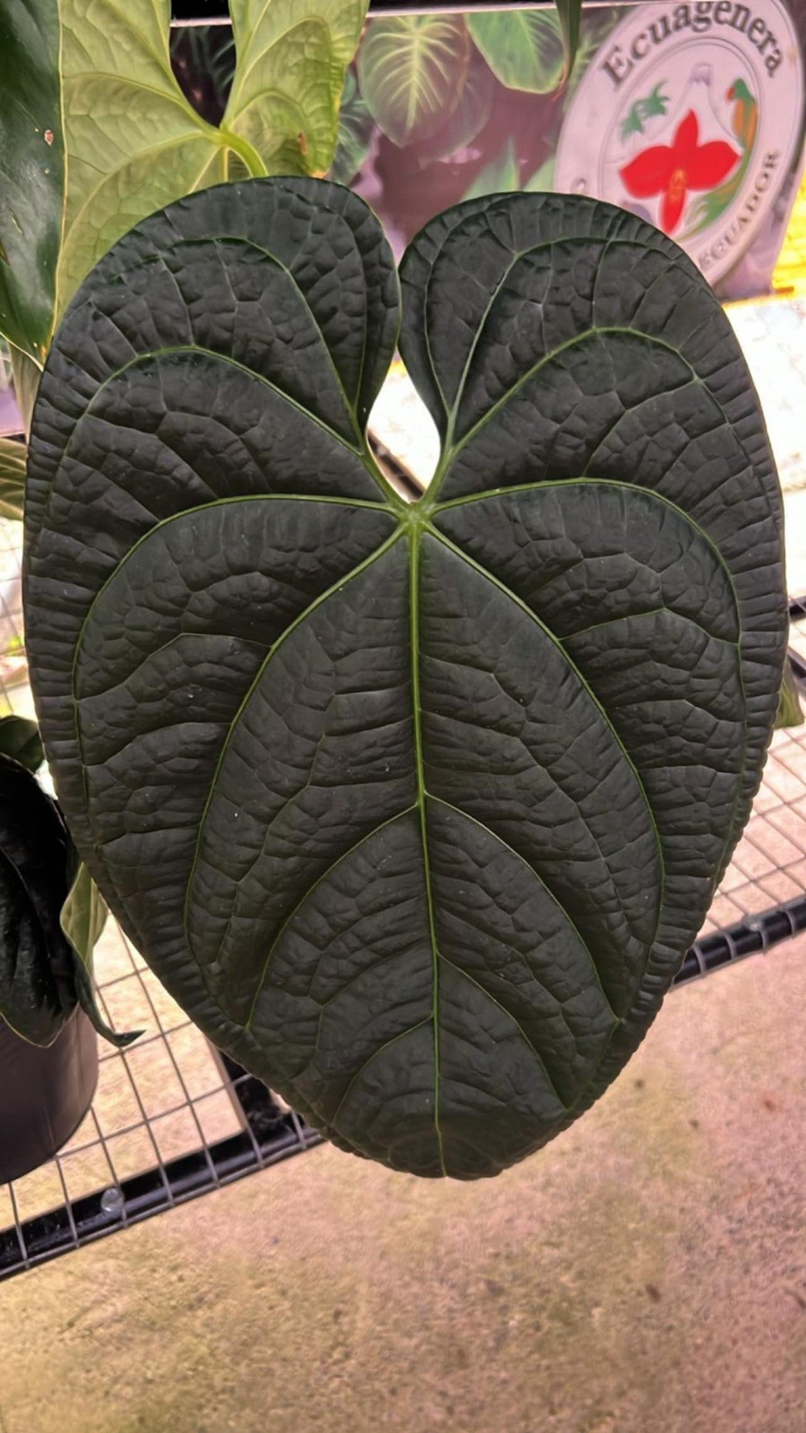 anthurium diamond Anthurium Black Diamond: Buy Plant Online In India – Growcerys