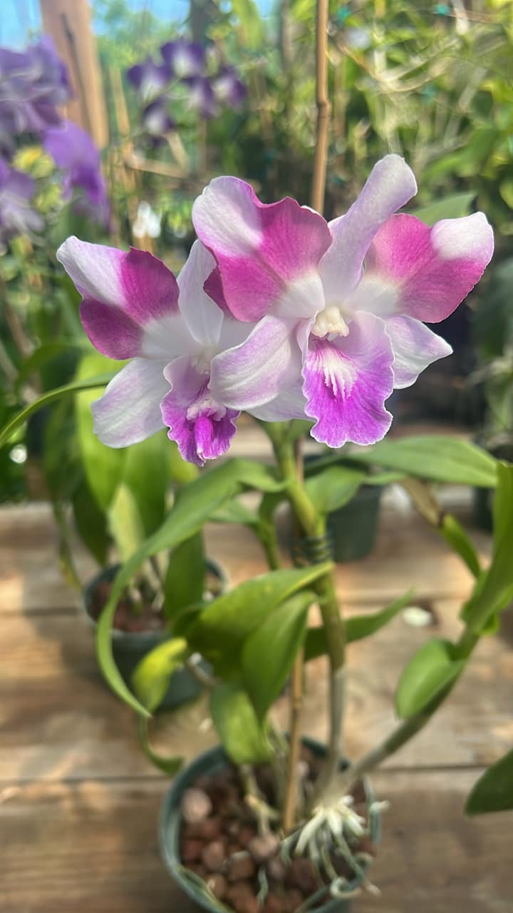 Dendrobium King Dragon Red Pink