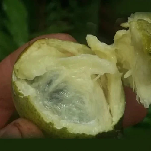 Macarandiba Exotic Fruit Plants (Pouteria procera)