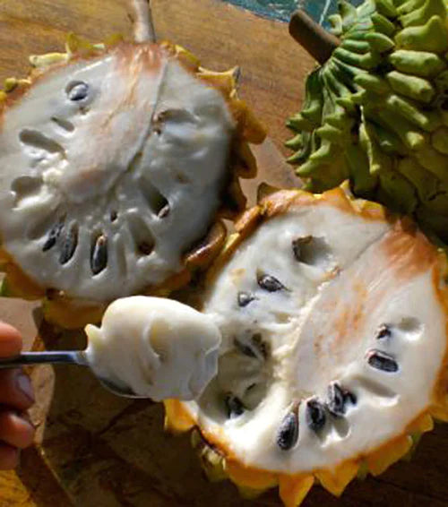 Rollinia Exotic Fruit Plants (Rollinia Deliciosa)